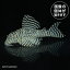 ナマズ プレコ 熱帯魚 ゴールデンキングロヤルペコルティアL333（シングー）（ML)LLL01 2024おさかなセール熱帯魚・金魚