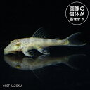 ナマズ プレコ 熱帯魚 ビッグスポットペコルティア（コロンビア）（M）BGP03 2024おさかなセール熱帯魚・金魚