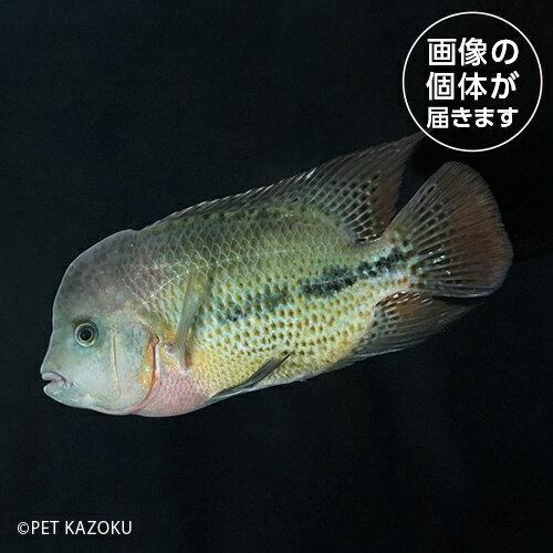 シクラソマ・シンスピルム(L)SSP01 2024おさかなセール熱帯魚