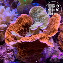 コモンサンゴ ウスコモンサンゴ コンビ ch000382 スプリングセールサンゴ