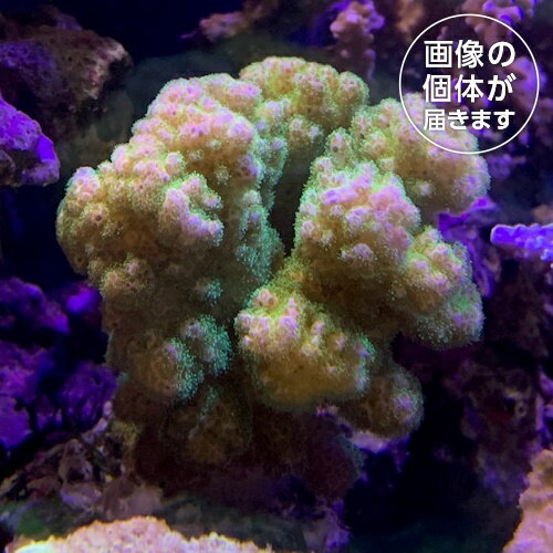 ミドリイシ ハナヤサイサンゴ メタリックグリーン ch000413 3月新入荷サンゴ