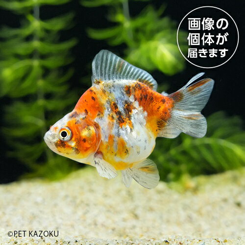 ショートテール琉金・キャリコ系色ミックス(中国) SKM08 4月新入荷金魚