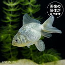 青ドラゴンスケール (ML)BDS02 4月新入荷金魚