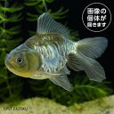 青ドラゴンスケール (ML)BDS06 4月新入荷金魚