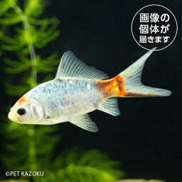 朱文金(M)（東川養魚場）HSK03 4月新入荷金魚