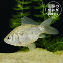 ドラゴンスケール玉サバ（埼玉/吉野）(ML)DTB01 4月新入荷金魚