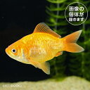 ドラゴンスケール玉サバ（埼玉/吉野）(ML)DTB04 4月新入荷金魚