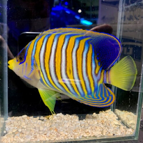 ヤッコ ニシキヤッコ バリ産 kf000230 20240514 海水 5月新入荷商品 海水魚