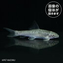 クロコダイルガラ（インド）CDG01 4月新入荷熱帯魚