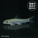 クロコダイルガラ（インド）CDG03 4月新入荷熱帯魚