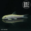 クロコダイルガラ（インド）CDG 05 4月新入荷熱帯魚