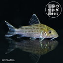 Co，ロビネアエ（バルセロス）CRB03 3月新入荷熱帯魚