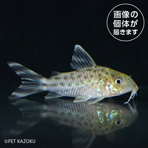 【淡水魚】 【淡水魚】 20240423_32aCo.ロビネアエ（バルセロス）CRB02 熱帯魚 【熱帯魚】 【観賞魚】