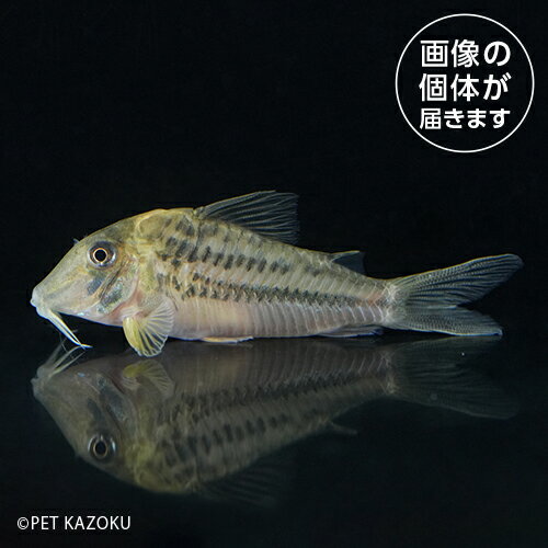 20240430_33aCo，spロングノ-ズビファシアータス（タパジョス）TBA03 5月新入荷商品　淡水魚