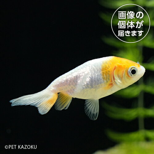 20240625_35aナンキン（愛知　向坂）　NAK05 20240704 【金魚】【観賞魚】【熱帯魚】セール10%OFF【淡水魚】 在庫無し商品のサムネイル