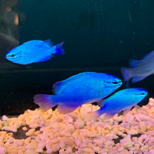 スズメダイ ルリスズメダイ 沖縄産 小さめサイズ 【海水魚】 アクアリウム