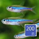 グリーンネオンテトラ(コロンビア) 200匹セット 202412 おまとめ販売【熱帯魚】【観賞魚】【金魚】【メダカ】【その他】