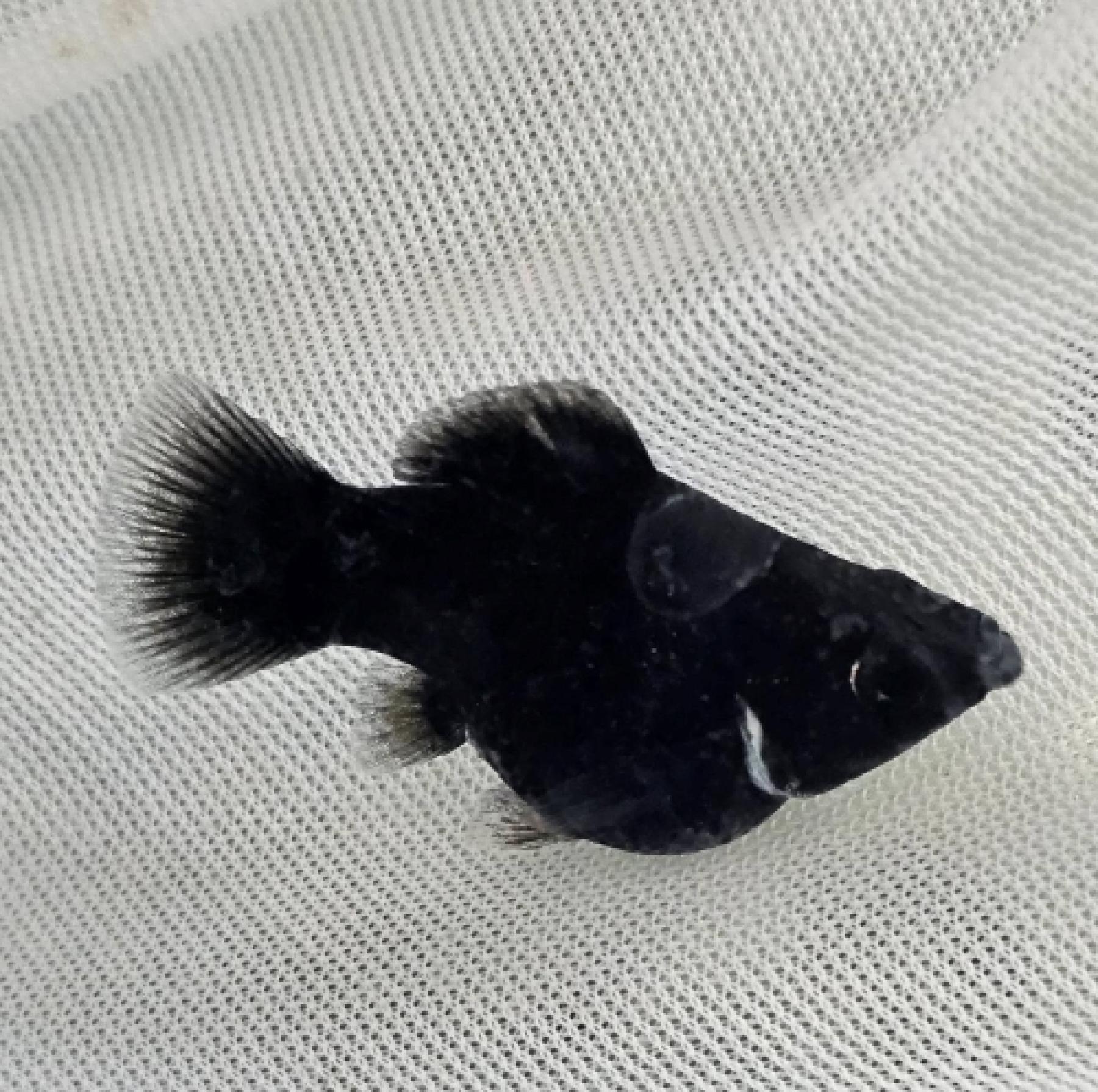 ブラックバルーンモーリー 1月新入荷商品　202501 ベトナム便 掘り出し物 【淡水魚】【熱帯魚】【観賞魚】