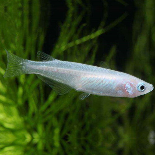 ̤襢ꥦࡡŷԾŹ㤨 ǮӵФʪ øۡǮӵۡڴѾ޵ۡڥۡפβǤʤ100ߤˤʤޤ