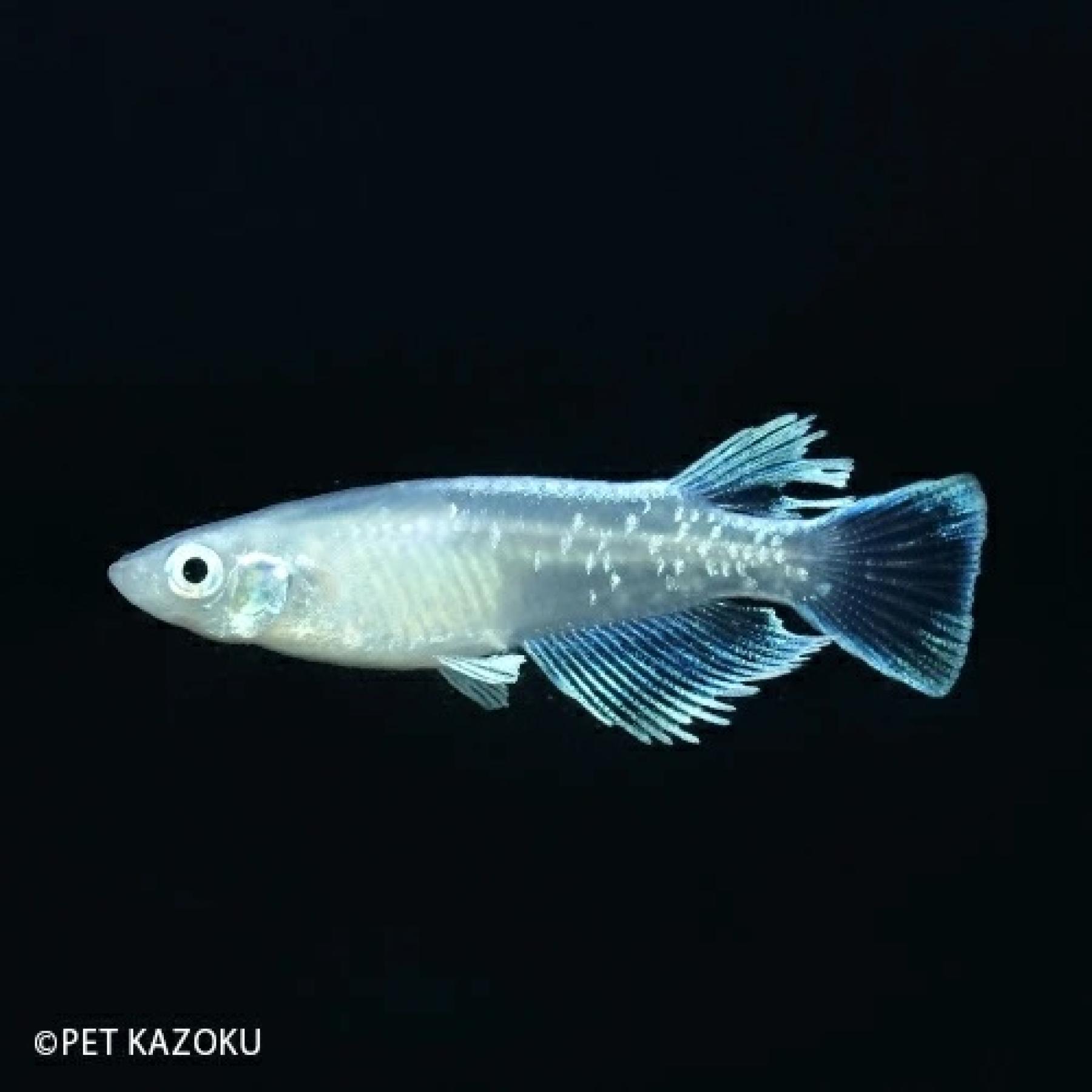 Rakuten - マリアージュロングフィン（上州メダカ） 1月新入荷商品　202501 熱帯魚　掘り出し物 【淡水魚】【熱帯魚】【観賞魚】【メダカ】