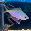 ユメウメイロ 12月新入荷商品 【海水魚】【観賞魚】【サンゴ】 202412