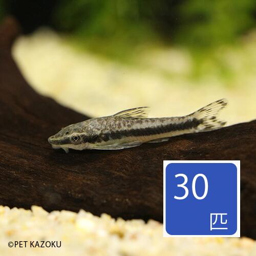 オトシンクルス30匹セット12月新...