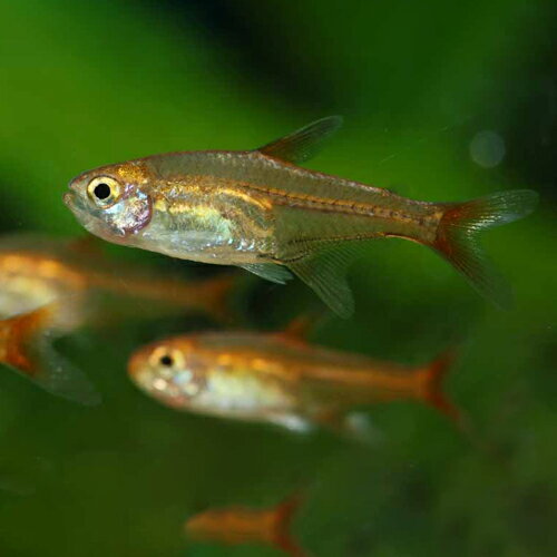 ̤襢ꥦࡡŷԾŹ㤨֥ե䡼ƥȥ ɥͥ Фʪ øۡǮӵۡڴѾ޵ ꥦפβǤʤ110ߤˤʤޤ