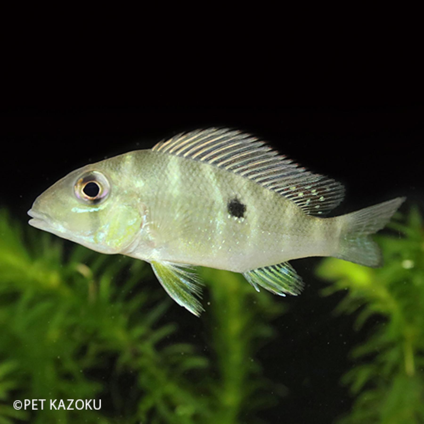ゲオファーガス・アルギロスティク タス（シングー）【熱帯魚】【観賞魚】【アクアリウム】