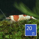 レッドビーシュリンプ 20匹セット おまとめ売り 【淡水魚】【熱帯魚】【観賞魚】