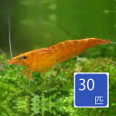 オレンジチェリーシュリンプ 30匹セット 4月新入荷商品 202504 おまとめ販売【熱帯魚】【観賞魚】【金魚】【メダカ】【その他】(4)