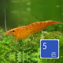 オレンジチェリーシュリンプ 5匹セット 4月新入荷商品 202504 おまとめ販売【熱帯魚】【観賞魚】【金魚】【メダカ】【その他】 アクアリウム