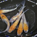 三色ラメ体外光・丹頂(上州メダカ) 5月新入荷商品 202505 日本便 掘り出し物 【淡水魚】【熱帯魚】【観賞魚】(4)