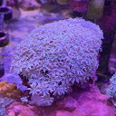 ソフトコーラル クダサンゴ トンガ産 フラワーポリプホワイト cso000307 3月新入荷商品 【熱帯魚】【観賞魚】【海水魚】 202503 一点物コレクターズ(4)