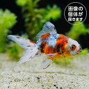 商品画像2