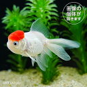 商品画像2