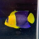 ヤッコ ソメワケヤッコ kf000345 3月新入荷商品 【熱帯魚】【観賞魚】【海水魚】 202503(4)