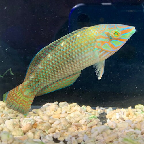 ベラ クマドリキュウセン 3月新入荷商品 【熱帯魚】【観賞魚】【海水魚】 202503 アクアリウムのサムネイル