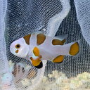 クマノミ オレンジストームオセラリス 国内ブリード kf000358 3月新入荷商品 【熱帯魚】【観賞魚】【海水魚】 202503 一点物コレクターズ(4)