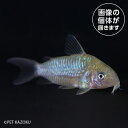 20250319_18aCo,パンタナルエンシス(オス) (ブリード)(ML)CPE04 4月新入荷商品 【熱帯魚】【観賞魚】【淡水魚】 202504