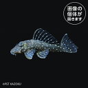 20250224_01aスターライトグローボプレコ(シングー)SRG01 3月新入荷商品 【熱帯魚】【観賞魚】【淡水魚】 202503(4)