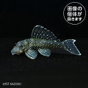20250224_06aスターライトグローボプレコ(シングー)SRG06 3月新入荷商品 【熱帯魚】【観賞魚】【淡水魚】 202503(4)