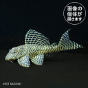 20250224_18aゴールデンキングロイヤルペコルティア L66(シングー)(ML)GKS06 3月新入荷商品 【熱帯魚】【観賞魚】【淡水魚】 202503