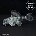 20250319_33aスーパーレッドタイガープレコ(ブ リード)L397 SRT04 4月新入荷商品 【熱帯魚】【観賞魚】【淡水魚】 202504(4)
