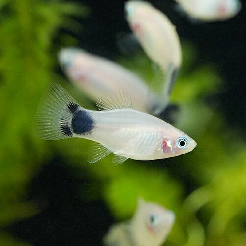 ̤襢ꥦࡡŷԾŹ㤨֥ۥ磻ȥߥåޥץƥ 7Ҹ˰ư202507 ٥ȥʥ Фʪ øסǮӵסִѾ޵ספβǤʤ131ߤˤʤޤ