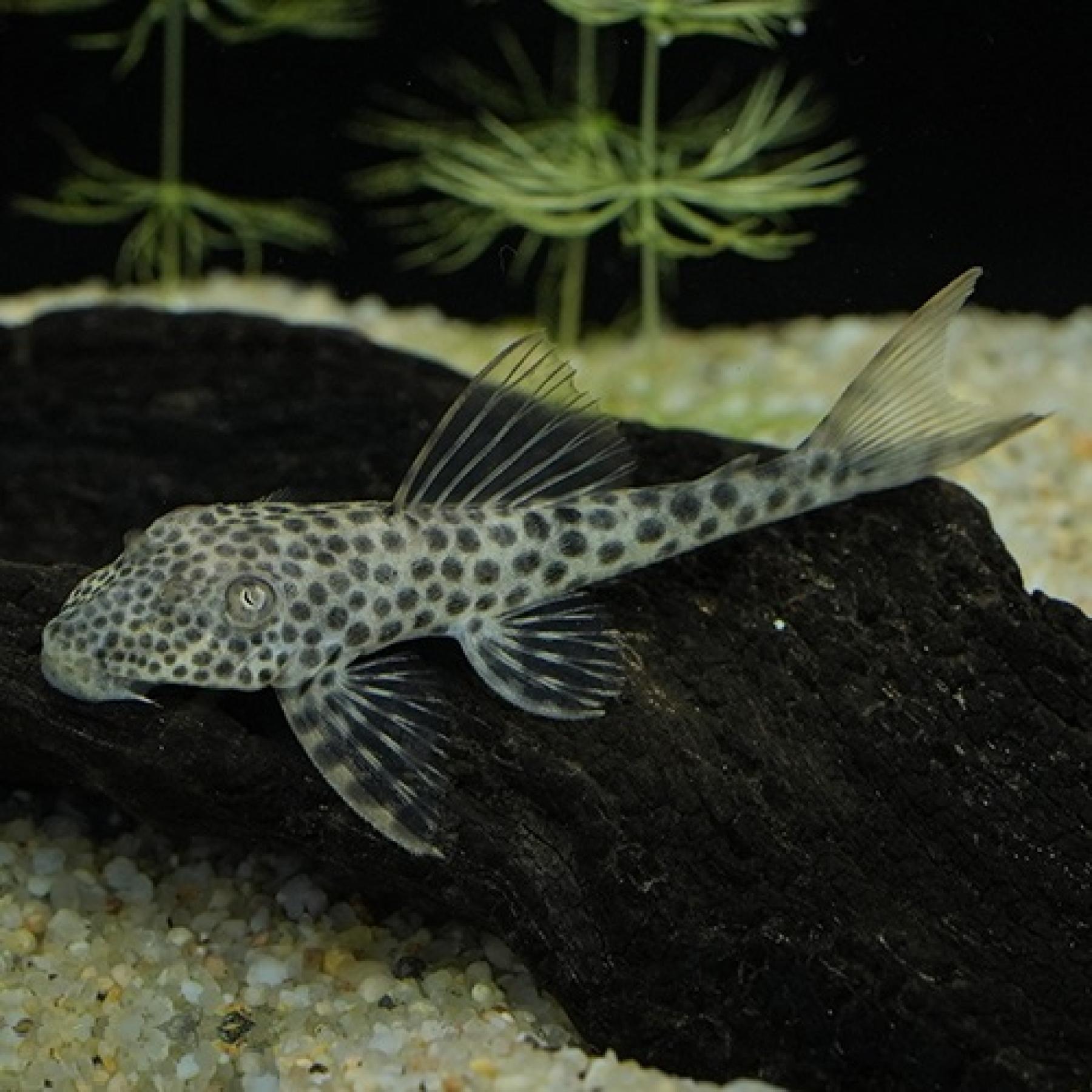 レッドフィンクプープレコ7月新入荷...