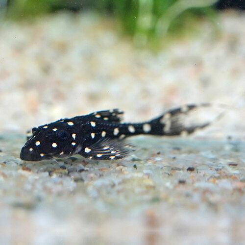 アグアプレコ7月新入荷商品2025...