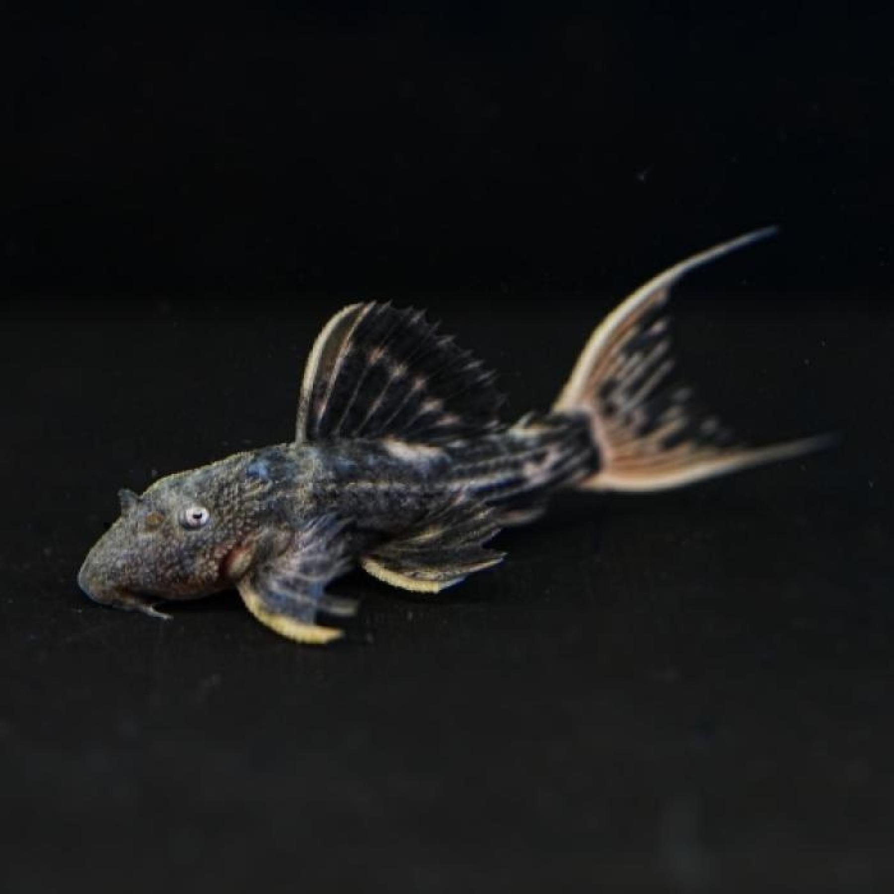 ウルトラスカーレットトリムプレコ上...