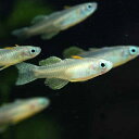バタフライレインボー 5月新入荷商品 202505 インドネシア便 掘り出し物 【淡水魚】【熱帯魚】【観賞魚】(4)