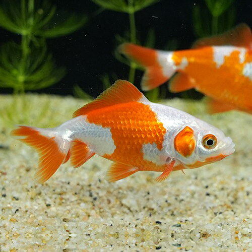 楽天市場】金魚 金色（観賞魚｜熱帯魚・アクアリウム）：ペット