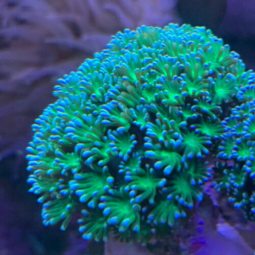 アワサンゴ アワサンゴメタグリーンホワイトチップ ch000623 5月新入荷商品 【熱帯魚】【観賞魚】【海水魚】 202505 一点物コレクターズ アクアリウムのサムネイル